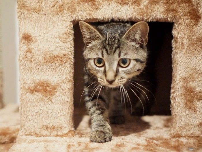 かくれんぼもできそう