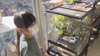 四国初の種を発見した小学生のカメムシ博士 次はナナホシキンカメムシの「繁殖」にも挑戦 香川