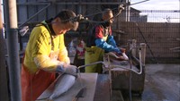 今が旬!ひけた鰤の販売がピーク 香川・東かがわ市
