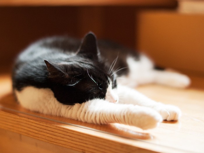 「とーちゃんまだ起きて来ないし私ももう一眠り」(小林写函撮影)