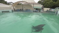 バンドウイルカの赤ちゃん「ナナ」一般公開 香川