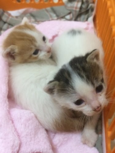 保護されて間もない頃