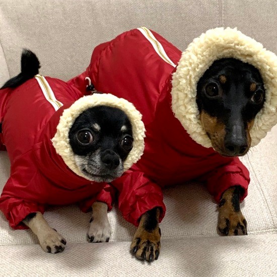 弟のカムイくんとオソロ(提供:お母さん)