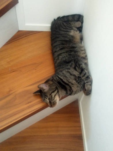 飼い主がびっくりしてるなんて、一切おかまいなしのアル。壁で香箱…を上からパチリ。