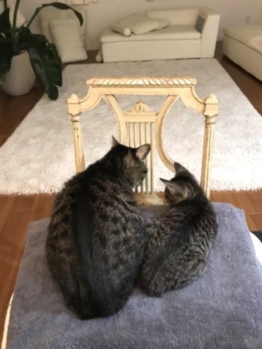 後姿も仲よし (新井さん提供)