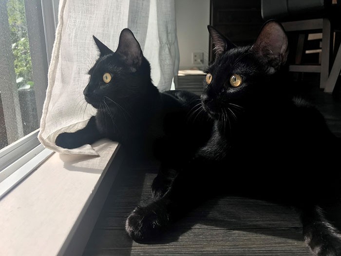 窓際で外の鳩やすずめを目で追うゴメズとフェスター