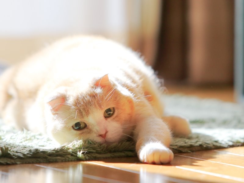 ケニアさんの妻の連れ猫だった「こじろう」、結婚後は夫婦で大切に育て、闘病しながらも17歳まで生きた(ケニア・ドイ 撮影)