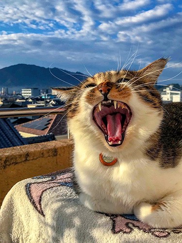 入選した「しあわせ大あくび」=おおいた動物愛護センター提供