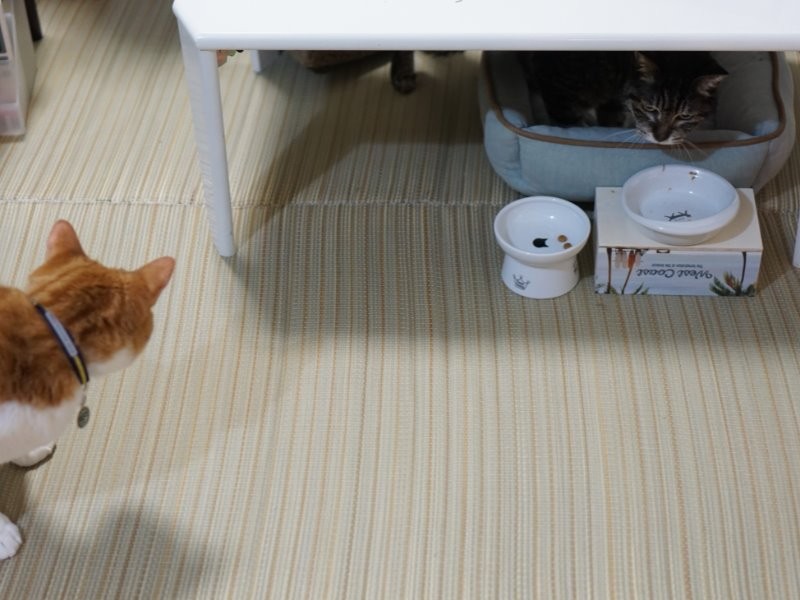 テーブル下にいるニャロミを気遣う同居猫ぽんちゃん