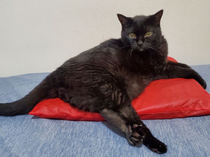 今年、「敬老の日」のイヌオちゃん(幼い頃に通じるしぐさ)