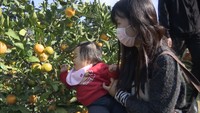 親子でミカン狩り しっかりとした甘みの「ゆら早生」 香川・坂出市
