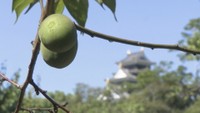 初夏の風物詩  岡山後楽園で梅の実の収穫 オリジナルの梅酒やジャムに加工へ