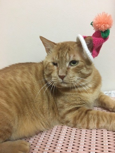 ママは、おしゃれが大好きにゃ