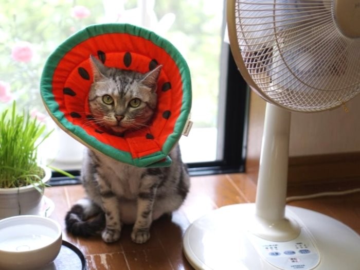 エリザベスカラーが夏の風物詩みたい