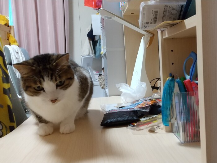 長女の机のうえでくつろぐジャッキー