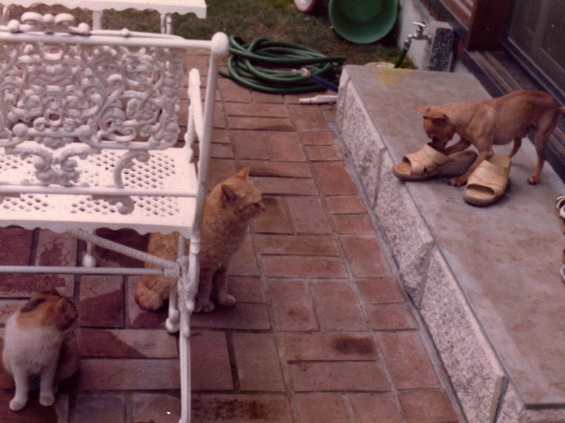 「通い」の仲良しの猫ちゃんたちはペーターとも仲良しだった