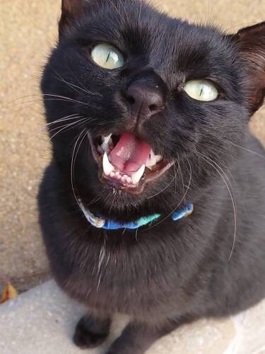 山にいたころのラブくん(美里さん提供)