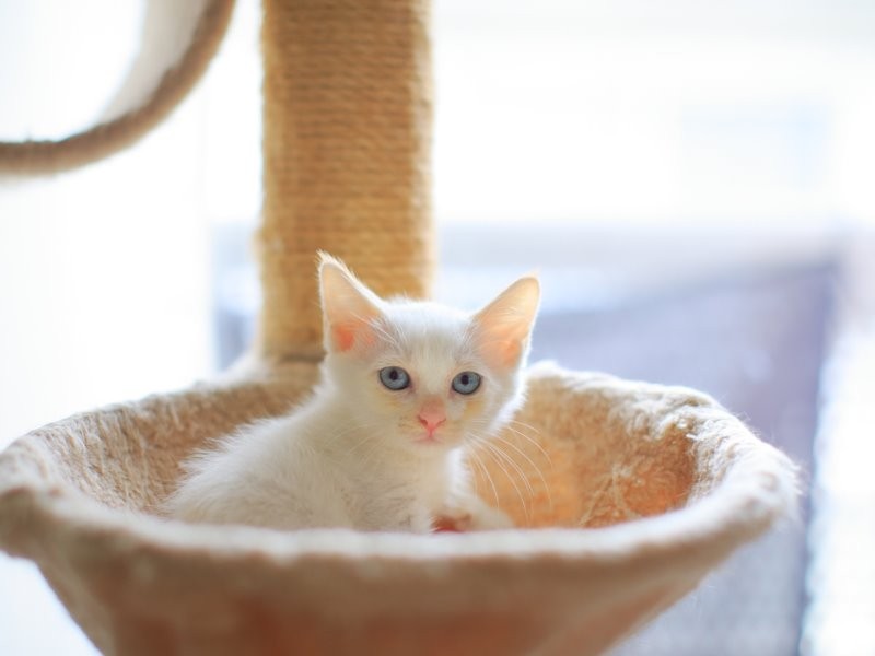 青い目が印象的な「あお」の幼少時。書籍の表紙にもなった(ケニア・ドイ 撮影)