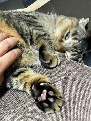 今はソファの上限定の甘えん坊さん(しんごさん提供)
