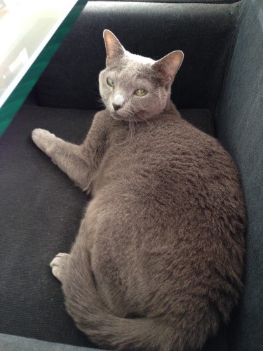 「パツンパツンですけど、なにか?」(まみさん提供)