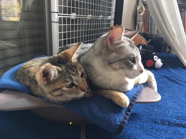 あずきちゃんをかばうような位置にいることが多いゆずきくん(加藤達也さん提供)