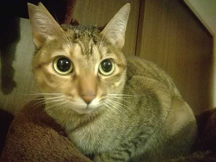 まん丸お目々