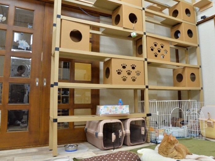 こんなキャットシェルフも設置