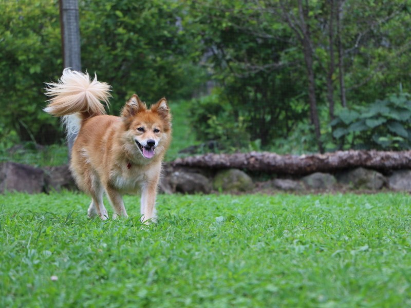 兄弟のCopainとは反対に、冷静で落ち着いた性格の奏(moooさん提供)