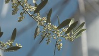 香川県の県花 オリーブの花が小豆島で開花 6月初めごろまで見頃