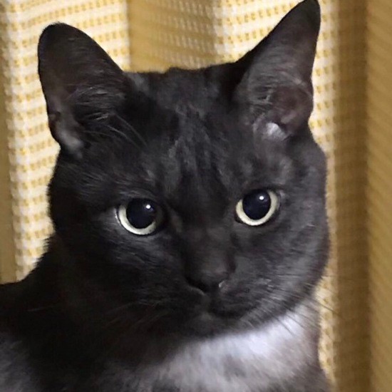 にぃ~の次に迎えたおこげは、長男が大学の時、友達の家いた猫から生まれたうちの一匹。猫をあやすのも、夫をあやすのもうまかった。「父ちゃんをよく寝かしつけていたんだ」(えり子さん提供)