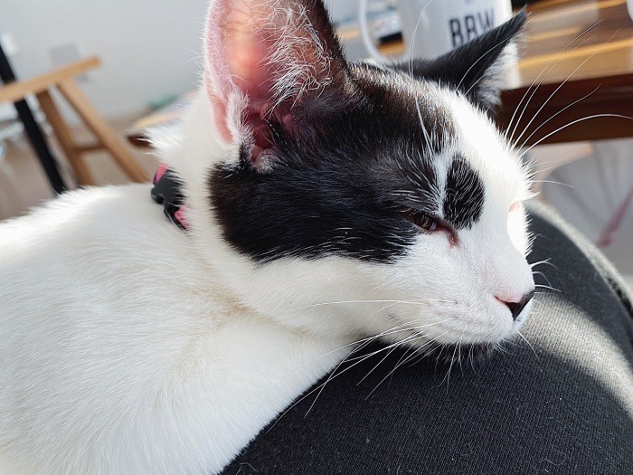 おひざ命。抱っこも大好き(佳代子さん提供)