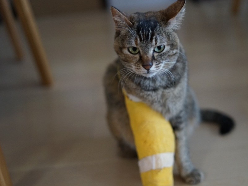 高いとこから落ちて怪我したことあるのよ。どうして落ちたかは内緒 (河野さん提供)