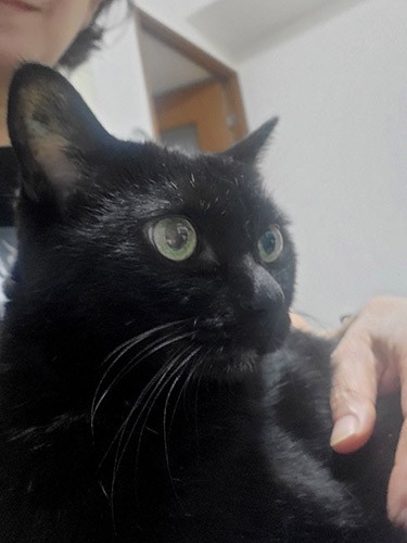 夏以降、よくひざに乗るように