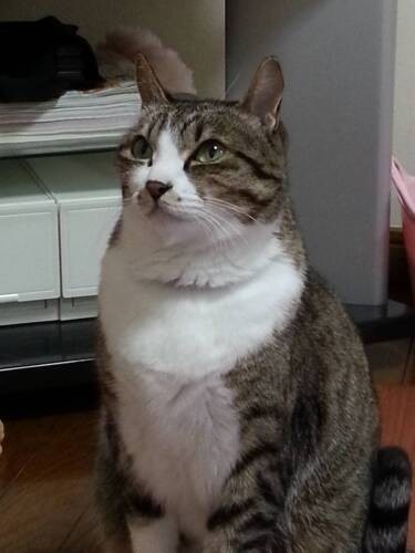 最後におすまししてみたよ