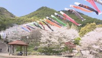 いつから始まった? あげるのは何歳まで? 「こいのぼり」の疑問【みんなのハテナ】
