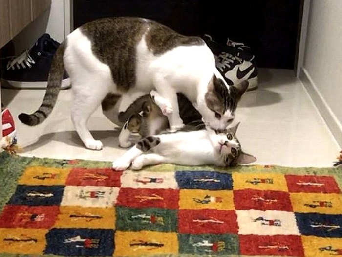 「出ていったらだめ」と押さえつけられる