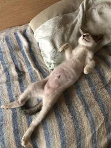 「今日も添い寝してあげる…寝相悪くて寝るスペースがない?」