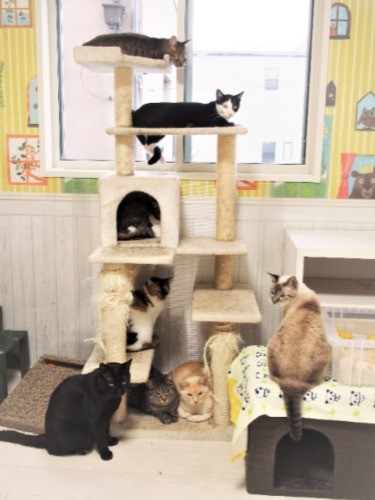 遺棄や虐待を経験したワケアリ保護猫たちは、みんな仲良し