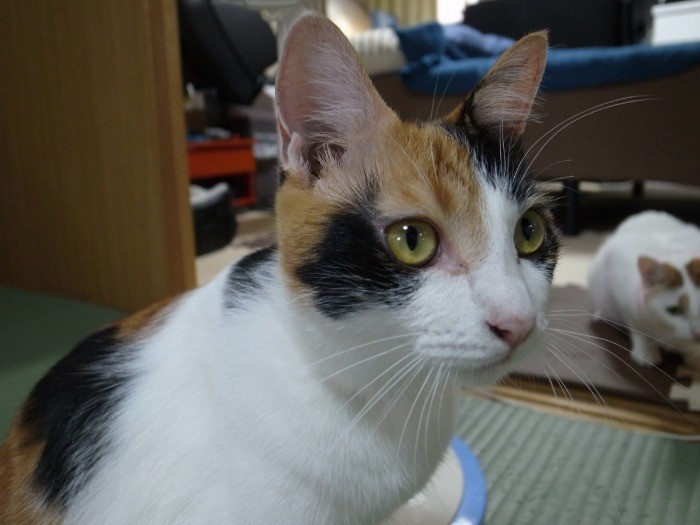 美人猫姉妹なの