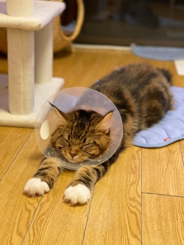 伸び~(かおりさん提供)