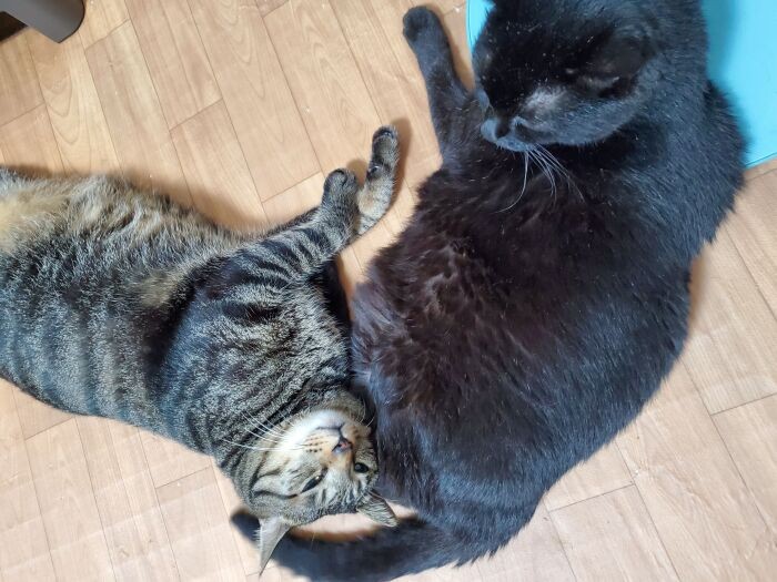 はっぴーは(ルビィの帰宅後)イヌオにもべったり。一般的に同性同士より異性との方が打ち解けやすいというので、こんなふうに、ちびやルビとも仲良くなってほしい……