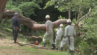 栗林公園の木 相次いで根元から倒れる 降り続いた雨の影響か 香川