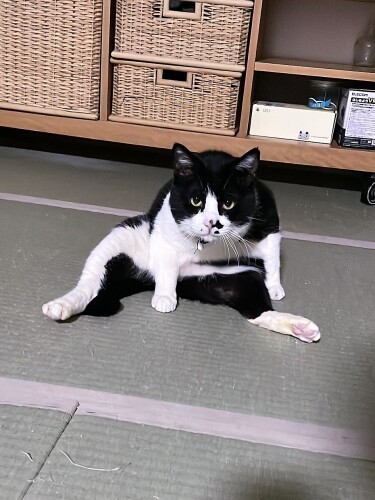 オッサン座りのゴン太(達海くん提供)