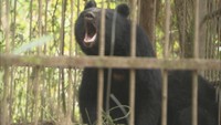 東中国地域に生息するツキノワグマは推定763頭 岡山県が発表 2025年度の狩猟自粛をハンターに要請へ