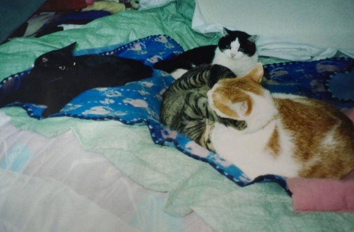 雌猫の中に黒(雄)1匹でしたが、すぐに溶け込みました。白黒のミーコ,キジのユッケ、茶白のトロと(恵子さん提供)