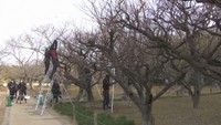 岡山後楽園で「梅のせん定」 2月上旬の本格的な開花を前に