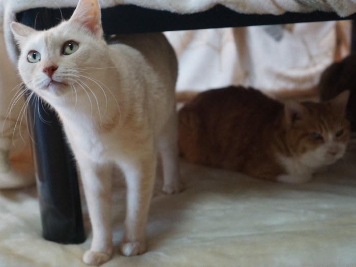 コタツから出てきた金太郎