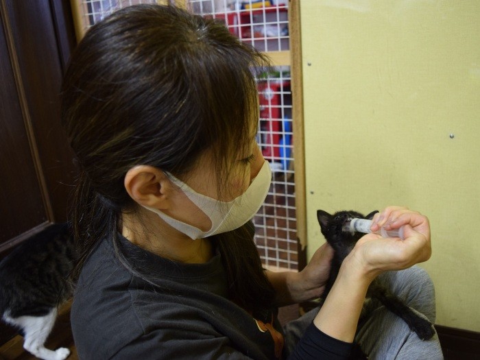 子猫にミルクを与える本田さん