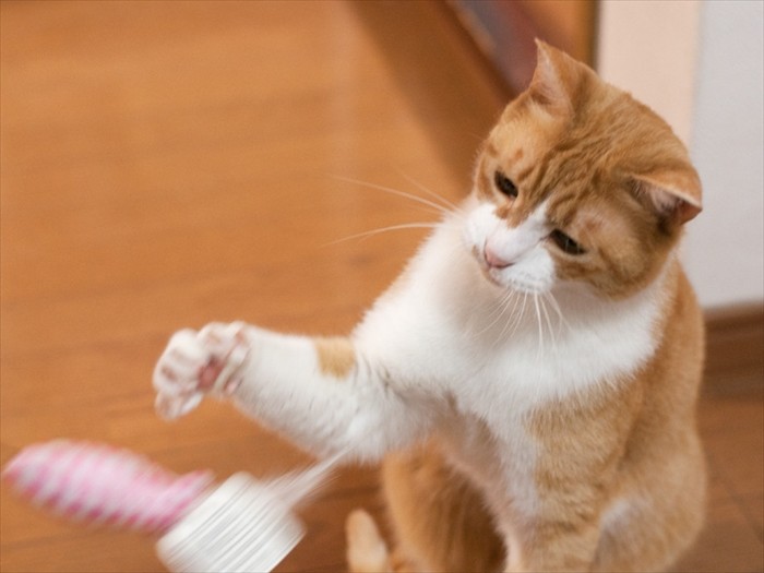 「楽しく遊んでいるとみんなが喜ぶらしい」(小林写函撮影)