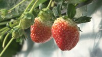記録的な残暑でイチゴが品薄&高騰 クリスマスを前に洋菓子店もピンチ
